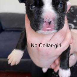 Boxer Puppies from Boxers Von Drachenburg