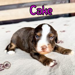 Cake - Tri-color female Bernedoodle puppy in Banner Elk, North Carolina from Walnut Tree Bernedoodles