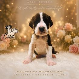 Falkor - Mantle male Great Dane puppy in Liberty, New York from Catskills Greatest Danes