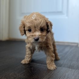 Cockapoo Puppies from East St. Poodles & Doodles
