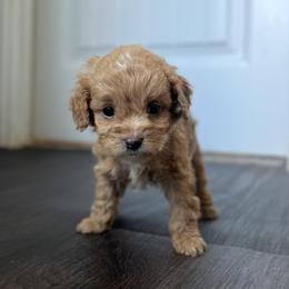 Cockapoo Puppies from East St. Poodles & Doodles