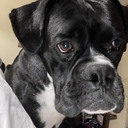 Maverick - Boxer