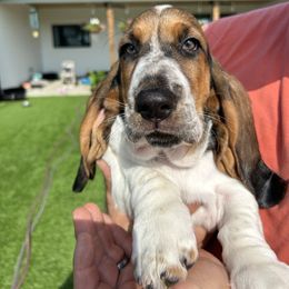 Gray Boy - Black brown and white male Basset Hound puppy in Centralia, Missouri from TopCrop Bassets