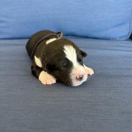 Hut-hut - Black & white male Australian Shepherd puppy in Jacksonville, Florida from Autumn's Aussies