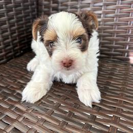 Floof - Chocolate, tan and white female Yorkshire Terrier puppy in Florence, Alabama from Yorkies of Forest Creek