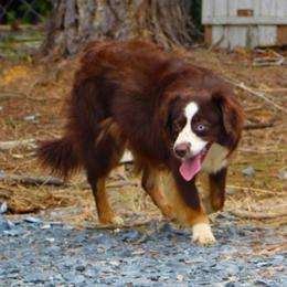 Nova - Miniature Australian Shepherd