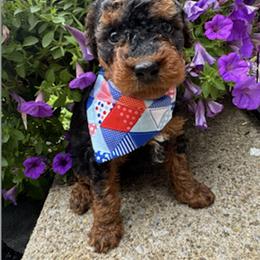 Glory - Phantom female Poodle puppy in Canfield, Ohio from Poo's Doo's & Inu's