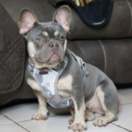 candy - French Bulldog
