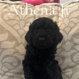 Athena Jr - Black female Poodle puppy in St Augustine, Florida from St. Augustine Poodles