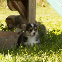 Franks - Black and tan male Pembroke Welsh Corgi puppy in Williams, California from Half Hitch Corgis
