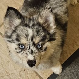 Rebekah - Companion Cross puppy from Limited Edition Pomskies