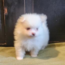 Nova - White female Pomeranian puppy in Hillsdale, Michigan from Kathy's K9 Cuties
