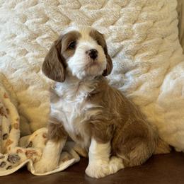 Cockapoo and Goldendoodle Puppies from Cockadoodle Poo Puppies