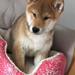 Tomiko - Red male Shiba Inu puppy in Winthrop, Minnesota from Kayobi Shibas