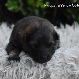 Yellow Collar Female - Sable female German Shepherd puppy in Mariana, Florida from Haus M Godwin