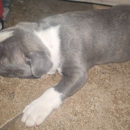 Boston Terrier Puppies from Aronow pups