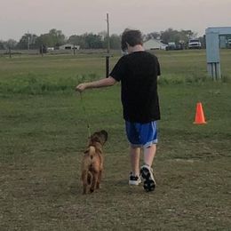 Chinese Shar-Pei Puppies from Sunspire Shar-pei