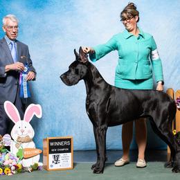 Juju - Great Dane