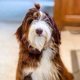 Snickers - Bernedoodle
