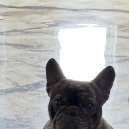 Eeny - French Bulldog