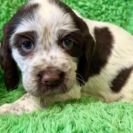 Paris - Liver white and roan female English Springer Spaniel puppy in Madison, Indiana from McCollough's Pawsome Spaniels and Danny's Delightful Dachshunds