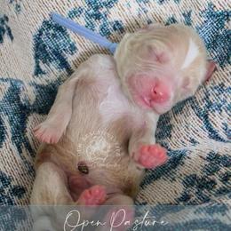 Open Pasture - Apricot male Goldendoodle puppy in Savannah, Georgia from Vino and Vespa Doodles