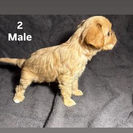 Cavalier King Charles Spaniel and Miniature Schnauzer Puppies from Lennox Thompson