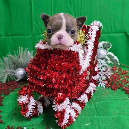 Lil Blue Boy - Blue male Boston Terrier puppy in Corsicana, Texas from JT Bostons