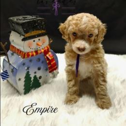 Empire - Cream female Poodle puppy in Mancelona, Michigan from Lavender poodles & doodles