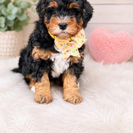 Winnie - Phantom female Bernedoodle puppy in Charleston, South Carolina from Palm Belle Doodles