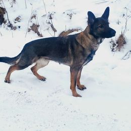 Reve - German Shepherd