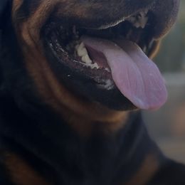 Rottweilers from Sunrise City Rottweilers