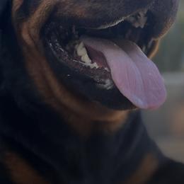 Rottweilers from Sunrise City Rottweilers