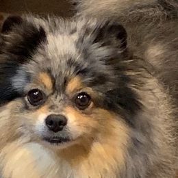 Pomeranians from Heavenly Pom’s