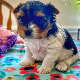 Boy 1 - Biewer Terrier puppy in Tacoma, Washington from ShadysAcre Biewers