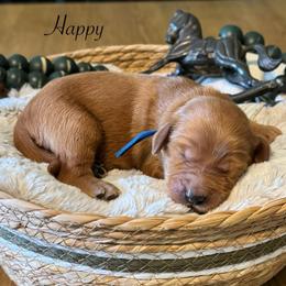 Happy (Blue) - Red  male Goldendoodle puppy in Bay City, Texas from Charming Doods Goldendoodles