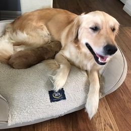 Goldendoodle Puppies from Plantation Puppies