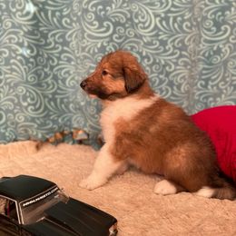 Collie Puppies from Doggy Haven Collies