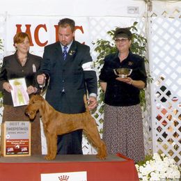 Irish Terrier Puppies from Geordan Irish Terriers