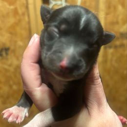 Shadow - Agouti and white female Siberian Husky puppy in Pensacola, Florida from Nancy Barger's Siberian Huskies
