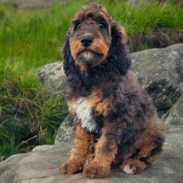 Bernedoodle, Goldendoodle, and Labradoodle Puppies from Only Doodles!