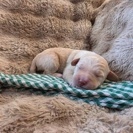 Dream - Cream male Labradoodle puppy in Churchill County Fallon, Nevada from Card Family Ranch