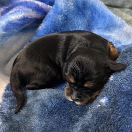 Nova - Black and tan female Cavalier King Charles Spaniel puppy in Oroville, California from Happy Tails Kennel