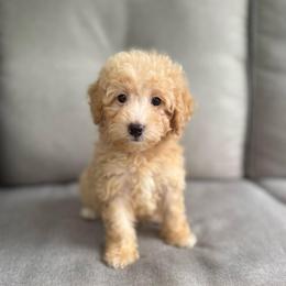 Clara - Brown female Bernedoodle puppy in Goldsboro, North Carolina from The Grantham House