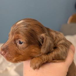 Snickers - Dapple male Dachshund puppy in Box Elder, South Dakota from Bee Sweet Dachshunds