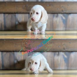 Dachshund Puppies from Dachshund Universe