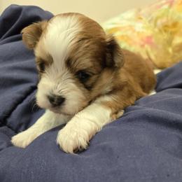 Bern - Red male Havanese puppy in Silver Spring, Maryland from GoldDust Havanse