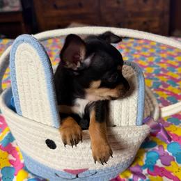 Snow (tiny little black tri) - Black and tan male Chihuahua puppy in Seneca, Missouri from Stephanie’s Puppy Colony