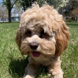 Phoebe  - Cockapoo
