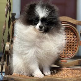 Embers black parti - Black parti female Pomeranian puppy in Ector, Texas from BB Pomeranians